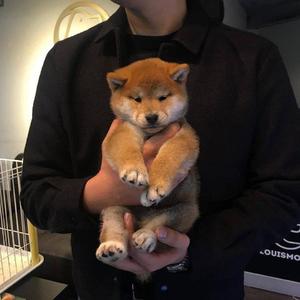 屌大屄骚日操视频
